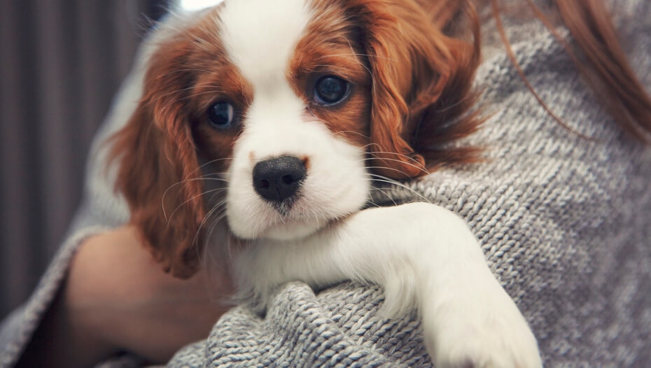 Cavalier King Charles Spaniel | PURINA®